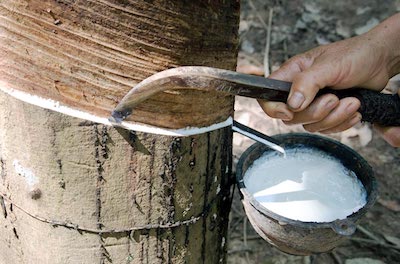 natural-rubber-Rubber-tree-Hevea-brasiliensis